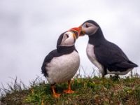 Puffin Viewing Site
